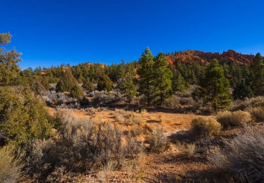 Utah 'taki Red Canyon - inanılmaz manzara