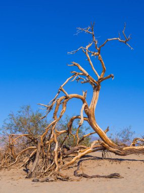 Ölüm Vadisi Ulusal Parkı 'ndaki kum tepeleri Mesquite Düz Kum tepeleri