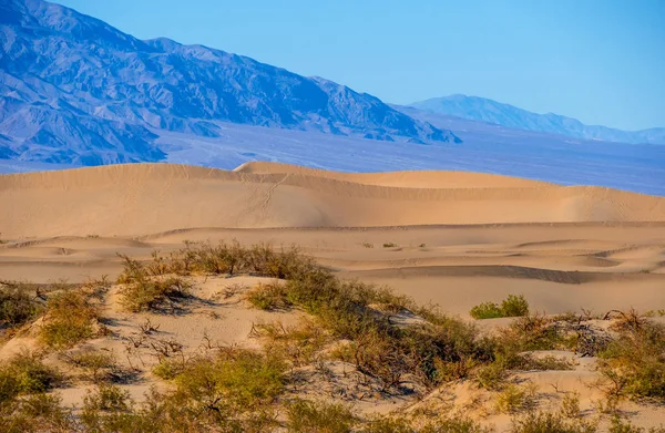 Güzel Mesquite Kum Tepeleri Ölüm Vadisi California 'da — Stok fotoğraf