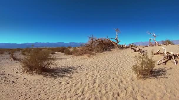 Mesquite vlakke zandduinen in Death Valley National Park — Stockvideo