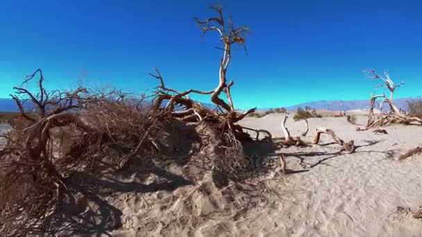 The dry lands of Death Valley - Mesquite Sand Dunes — Stock Video