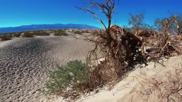 El desierto del Valle de la Muerte - Mesquite Sand Dunes — Vídeos de Stock