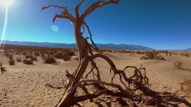 Het droge land van Death Valley - Mesquite Sand Dunes — Stockvideo