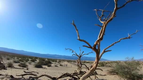 Meşhur Mesquite kum tepeleri Ölüm Vadisi Ulusal Parkı 'nda — Stok video