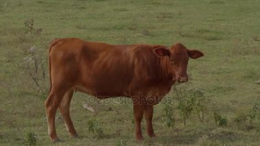 Oklahoma 'da bir çiftlikte İnekler ve Sığırlar