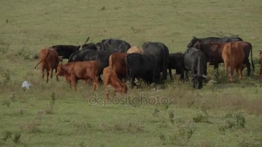 Oklahoma 'da bir çiftlikte İnekler ve Sığırlar