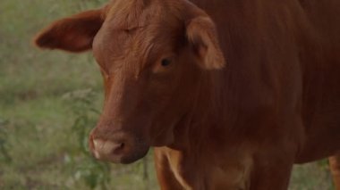 İnekler ve sığırlar çiftlikte yakın çekim