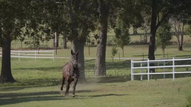 Oklahoma 'da bir çiftlikteki atlar - köy tarzı