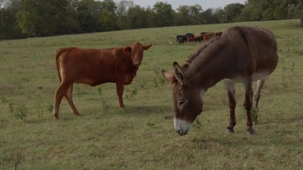 Asino e mucca in una fattoria — Video Stock