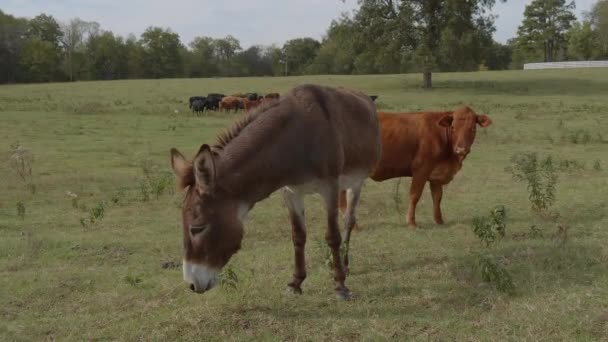 Krowy i bydło na farmie w Oklahomie — Wideo stockowe