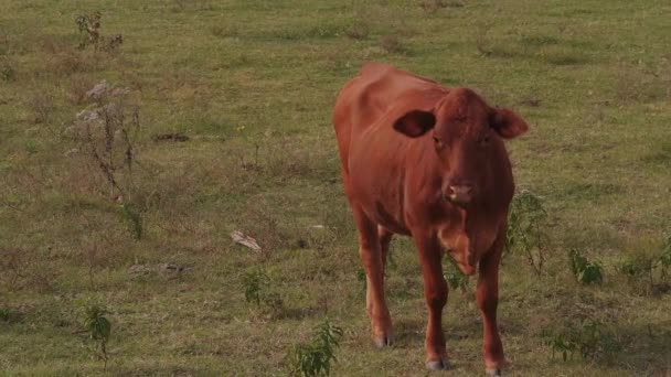 Krowy i bydło na farmie w Oklahomie — Wideo stockowe