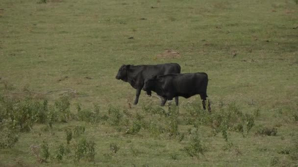 Mucche e bovini in una fattoria in Oklahoma — Video Stock