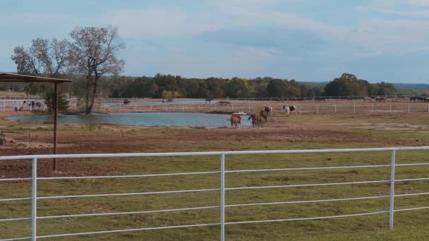 Horses on a farm in Oklahoma - country-style — Stok Video