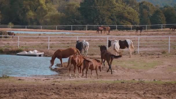 Chevaux dans une ferme de l'Oklahoma - style champêtre 