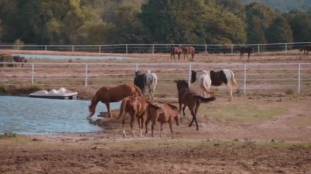 Paarden op een boerderij in Oklahoma - country-style — Stockvideo