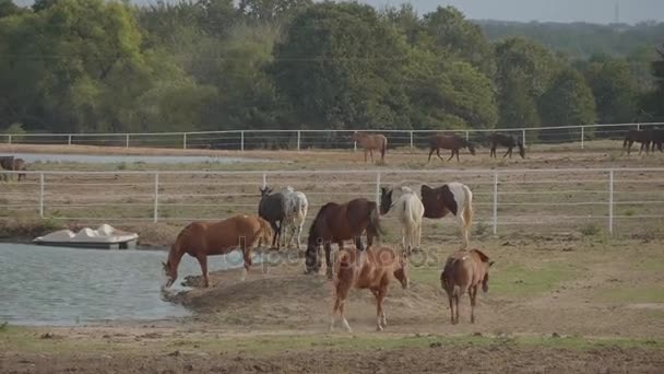 Konie na farmie w Oklahomie - w stylu country — Wideo stockowe
