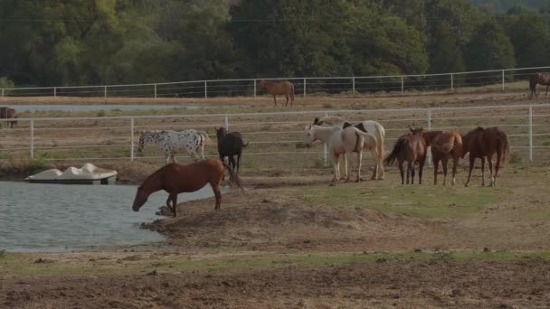 Lovak egy farmon Oklahomában - vidéki stílus — Stock videók