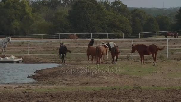 Caballos en una granja en Oklahoma - estilo country — Vídeos de Stock