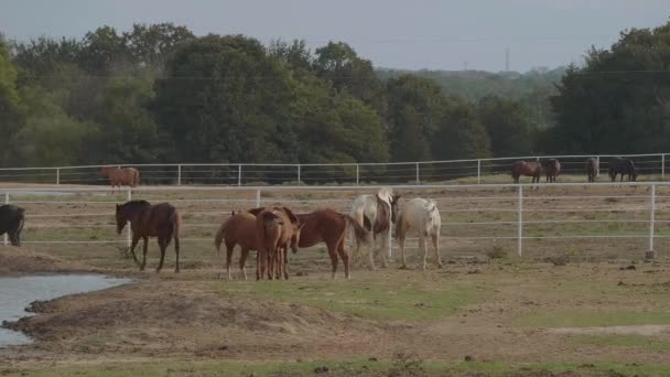 Άλογα σε μια φάρμα στην Οκλαχόμα - στυλ χώρας — Αρχείο Βίντεο