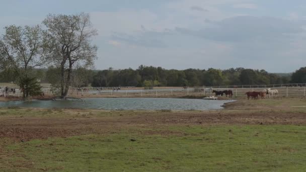 Hermoso pequeño estanque en una granja en Oklahoma — Vídeo de stock