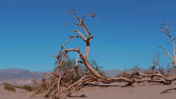 Vackert landskap av Mesquite Flat sanddyner i Death Valley — Stockvideo