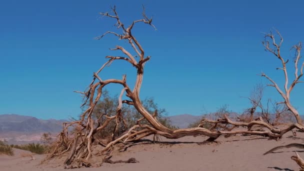 デスバレー国立公園の砂丘-非常に平らな砂丘 — ストック動画