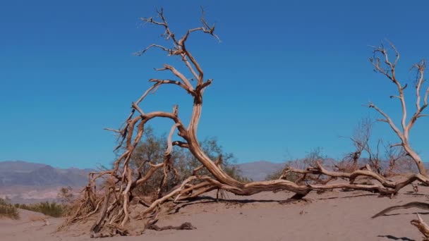 Dunes de sable au parc national de la Vallée de la Mort - Mesquite Flat Dunes de sable — Video