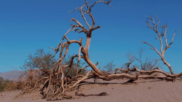 Güzel Mesquite Kum Tepeleri Ölüm Vadisi California 'da — Stok video