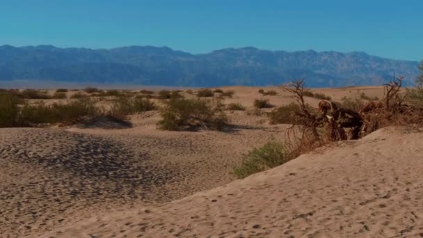 데스밸리 국립 공원에 있는 모래 언덕 - 메스키트 평평 한 모래 언덕 — 비디오