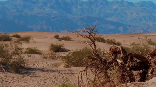 Sanddünen im Death Valley Nationalpark - Mesquite Flache Sanddünen — Stockvideo