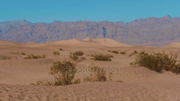 Nationaal park Death Valley - de Mesquite Zandduinen — Stockvideo