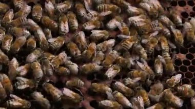 Taze kavrulmuş kahve çekirdeği. 