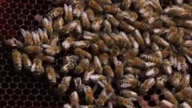 Taze kavrulmuş kahve çekirdeği. 