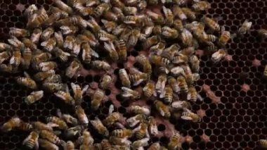 Taze kavrulmuş kahve çekirdeği. 