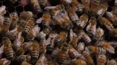 Taze kavrulmuş kahve çekirdeği. 