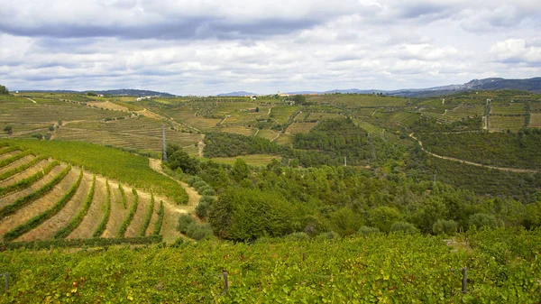 Vinodlingar i bergen i Portugal - vacker natur — Stockfoto