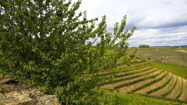 Les vignobles de la vallée du Douro au Portugal - un grand paysage — Photo