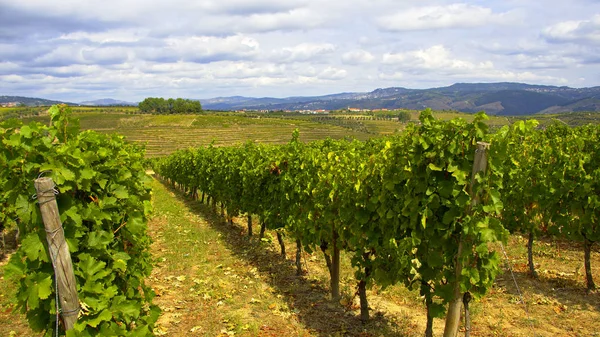 Виноградники Холмах Португалии Красивая Природа Фотографии Света — стоковое фото