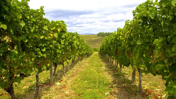 Vue Pittoresque Sur Les Vignobles Portugal Photographie Voyage — Photo