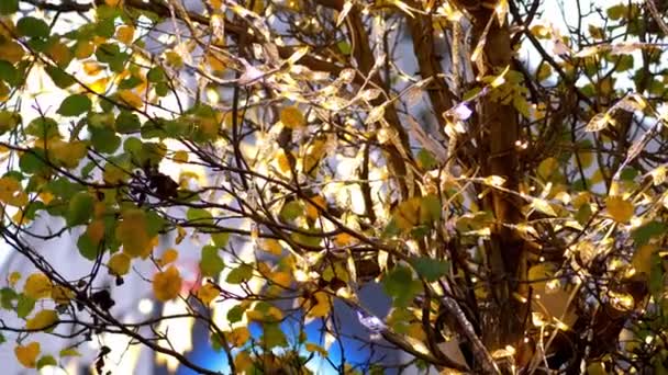 beau fond de Noël lumières de Noël 