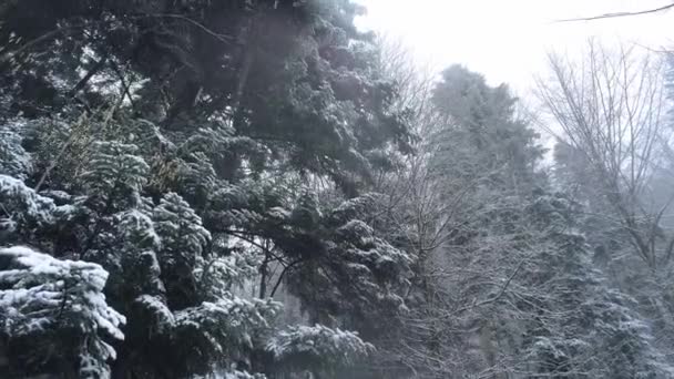 Fantastisk Snötäckta Granskog Alperna Romantisk Vinterscen Flygfotografering — Stockvideo