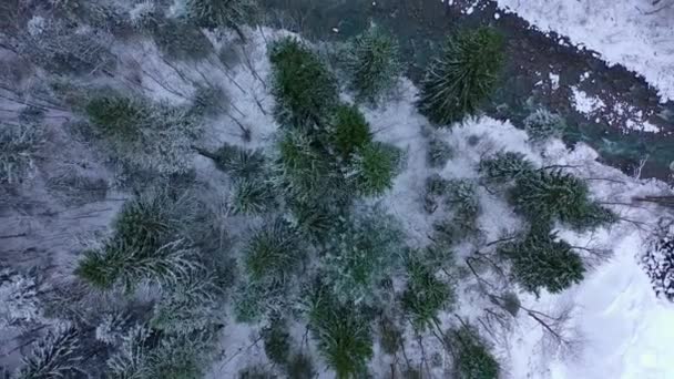 Kışın Bir Köknar Ormanının Üzerinde Uçmak Karla Kaplı Ağaçlar Hava — Stok video