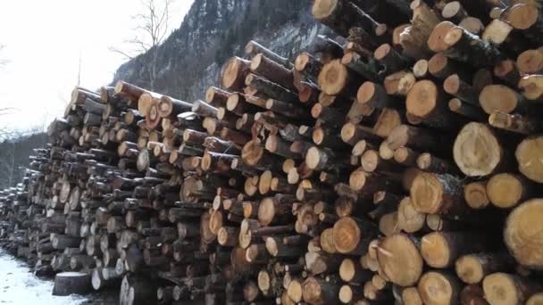 Yeni Kesilmiş Ağaç Gövdeleri Taşınmak Için Istiflenmiş Hava Görüntüleri — Stok video