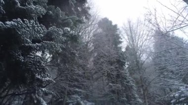 Karlı ağaçlarla kaplı ormandaki şaşırtıcı kış manzarası - hava fotoğrafçılığı