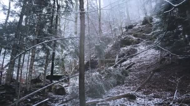 Karlı Ağaçlarla Kaplı Ormandaki Şaşırtıcı Kış Manzarası Hava Görüntüleri — Stok video