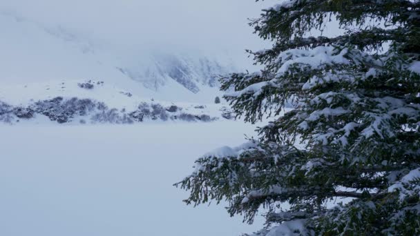 Abeto cubierto de nieve en las montañas — Vídeos de Stock