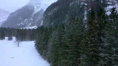 Kışın bir köknar ormanının üzerinde uçmak - karla kaplı ağaçlar - hava görüntüleri