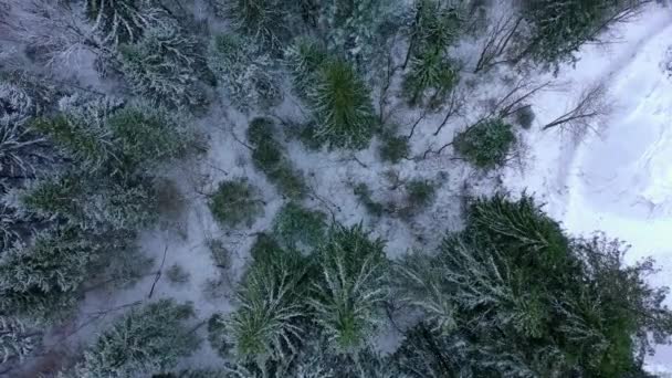 Kışın Bir Köknar Ormanı Üzerinde Muhteşem Uçuş Hava Görüntüleri — Stok video
