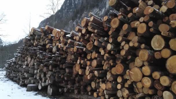 Čerstvě Pokácené Kmeny Stromů Naskládané Pro Přepravu — Stock video