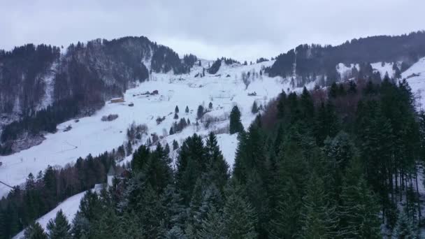 Voo Sobre Uma Floresta Abetos Inverno Árvores Cobertas Neve Imagens — Vídeo de Stock